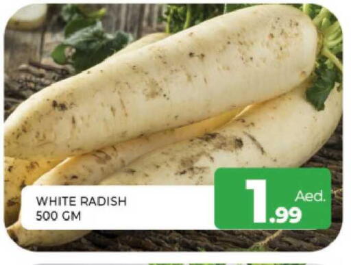 Radish available at المدينة in الإمارات العربية المتحدة , الامارات - الشارقة / عجمان