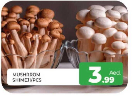 available at المدينة in الإمارات العربية المتحدة , الامارات - الشارقة / عجمان