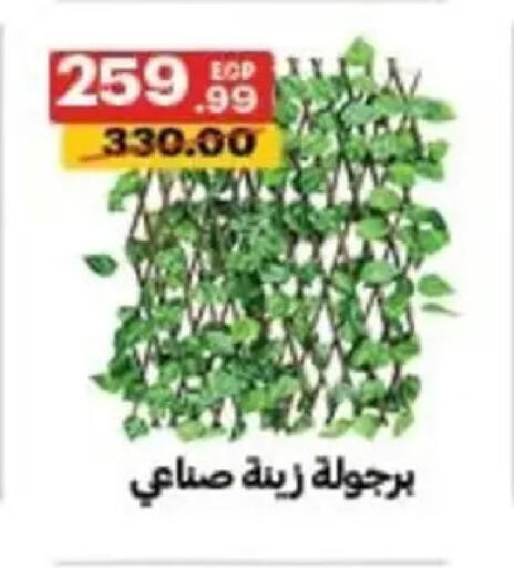 available at Al Habib Market in Egypt - Cairo