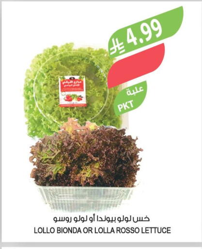 Lettuce available at Farm  in KSA, Saudi Arabia, Saudi - Arar