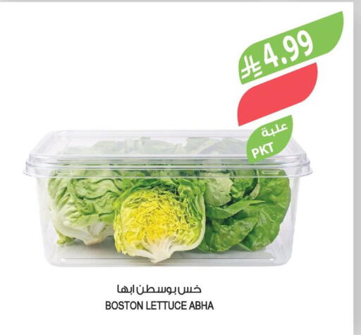 Lettuce available at Farm  in KSA, Saudi Arabia, Saudi - Najran