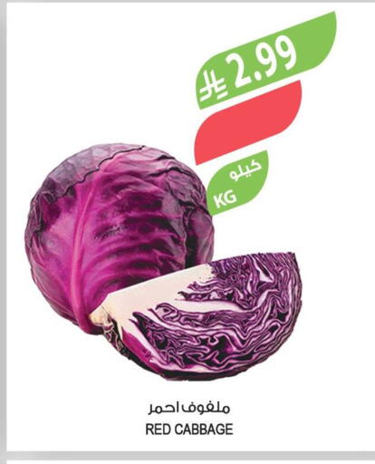 Cabbage available at Farm  in KSA, Saudi Arabia, Saudi - Arar