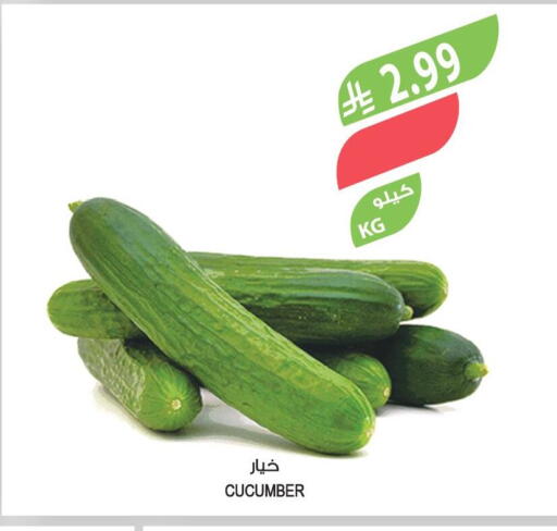 Cucumber available at Farm  in KSA, Saudi Arabia, Saudi - Najran