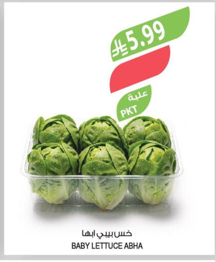 Lettuce available at Farm  in KSA, Saudi Arabia, Saudi - Najran