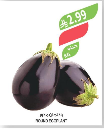 Eggplant available at Farm  in KSA, Saudi Arabia, Saudi - Najran