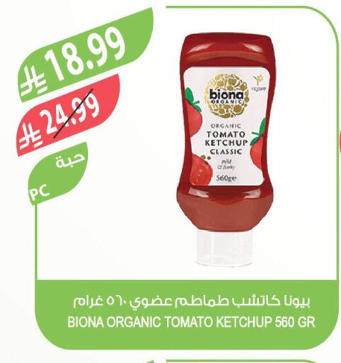 Tomato available at Farm  in KSA, Saudi Arabia, Saudi - Najran