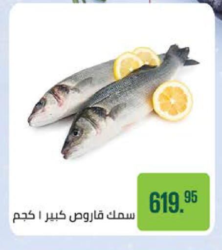 available at Seoudi Supermarket in Egypt - Cairo