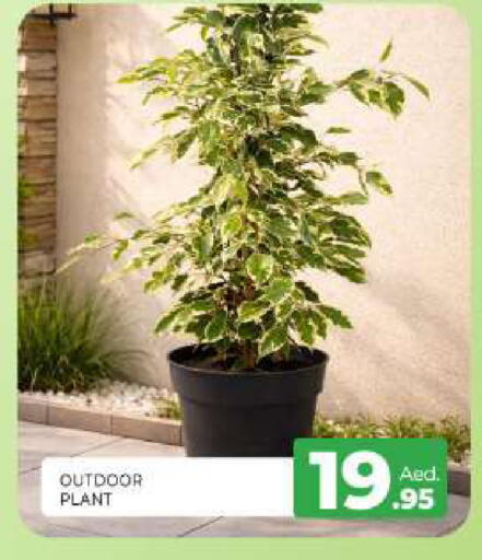 available at المدينة in الإمارات العربية المتحدة , الامارات - الشارقة / عجمان