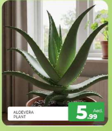 available at المدينة in الإمارات العربية المتحدة , الامارات - الشارقة / عجمان