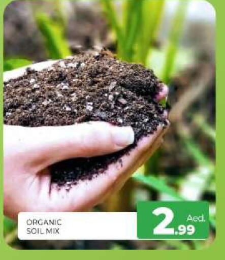 available at المدينة in الإمارات العربية المتحدة , الامارات - الشارقة / عجمان