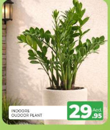 available at المدينة in الإمارات العربية المتحدة , الامارات - الشارقة / عجمان