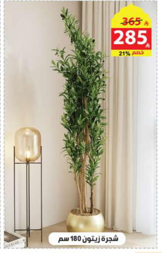 available at Alhadaya Center in KSA, Saudi Arabia, Saudi - Ta'if