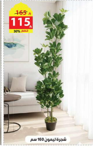 available at Alhadaya Center in KSA, Saudi Arabia, Saudi - Ta'if