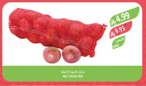 Onion available at Farm  in KSA, Saudi Arabia, Saudi - Al-Kharj