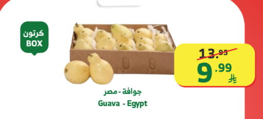 Guava from Egypt available at Al Raya in KSA, Saudi Arabia, Saudi - Tabuk