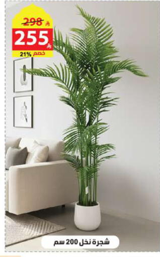 available at Alhadaya Center in KSA, Saudi Arabia, Saudi - Ta'if