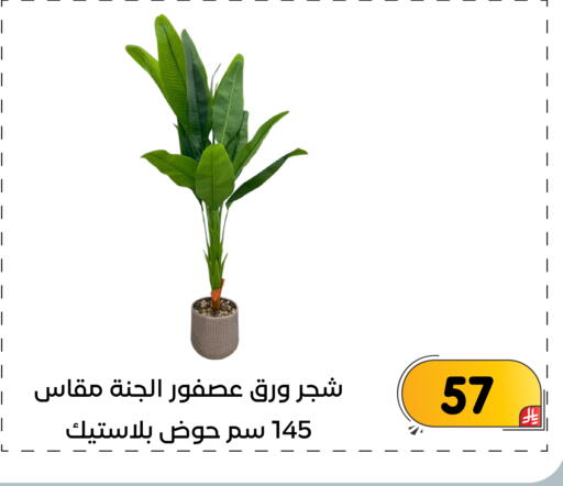 available at تخفيضات العائلة in مملكة العربية السعودية, السعودية, سعودية - المنطقة الشرقية