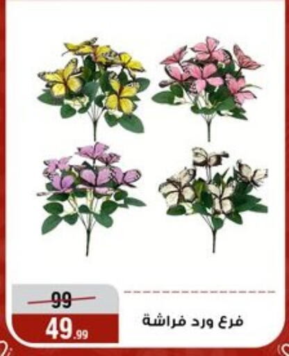 available at Al Morshedy  in Egypt - Cairo