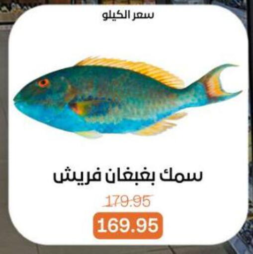 available at بيت الجملة in Egypt - القاهرة