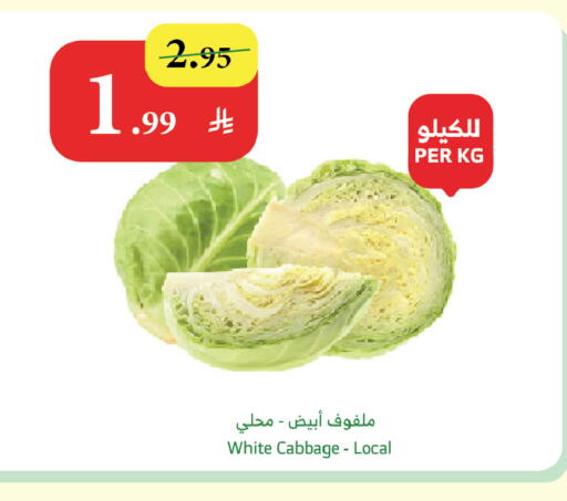 Cabbage available at الراية in مملكة العربية السعودية, السعودية, سعودية - الباحة