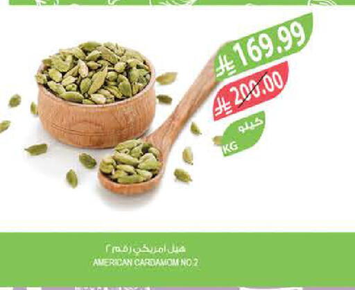 Cardamom available at Farm  in KSA, Saudi Arabia, Saudi - Riyadh