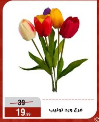 available at Al Morshedy  in Egypt - Cairo