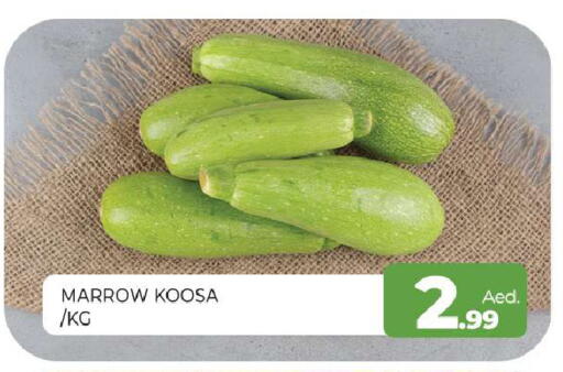 Marrow available at المدينة in الإمارات العربية المتحدة , الامارات - الشارقة / عجمان