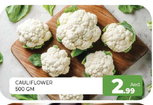 Cauliflower available at المدينة in الإمارات العربية المتحدة , الامارات - الشارقة / عجمان