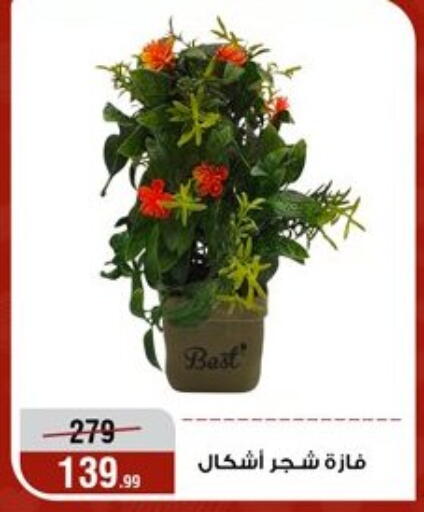 available at Al Morshedy  in Egypt - Cairo
