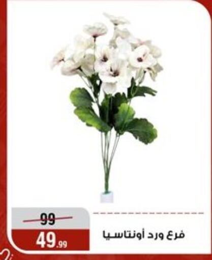 available at Al Morshedy  in Egypt - Cairo