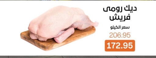 available at بيت الجملة in Egypt - القاهرة