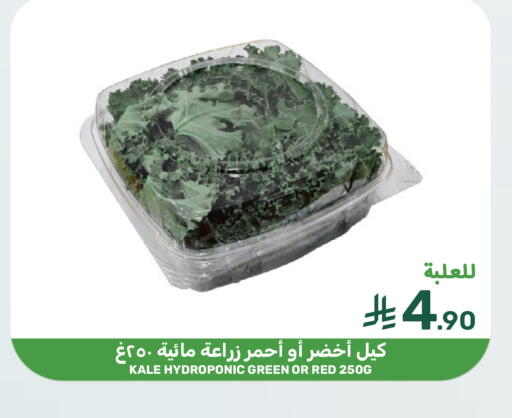 Kale available at  مـزايــا in مملكة العربية السعودية, السعودية, سعودية - القطيف‎