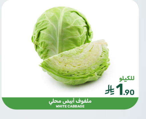 Cabbage available at  مـزايــا in مملكة العربية السعودية, السعودية, سعودية - القطيف‎