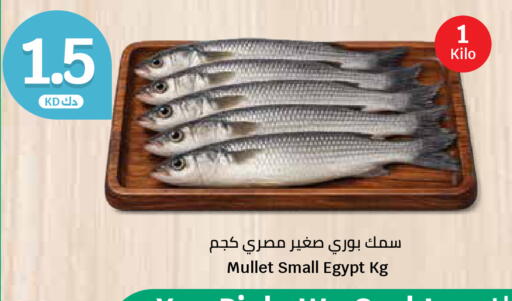 available at City Hypermarket in Kuwait - Jahra Governorate