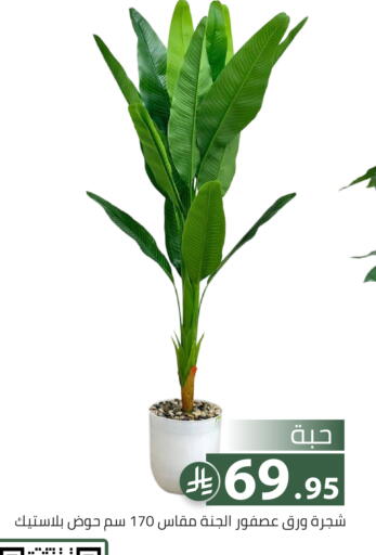 available at Family Discount in KSA, Saudi Arabia, Saudi - Riyadh