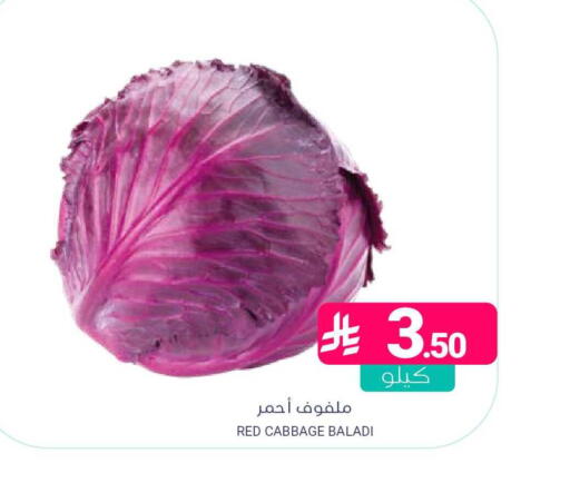 Cabbage available at اسواق المنتزه in مملكة العربية السعودية, السعودية, سعودية - المنطقة الشرقية