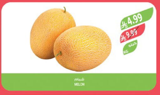 Melon available at Farm  in KSA, Saudi Arabia, Saudi - Al-Kharj