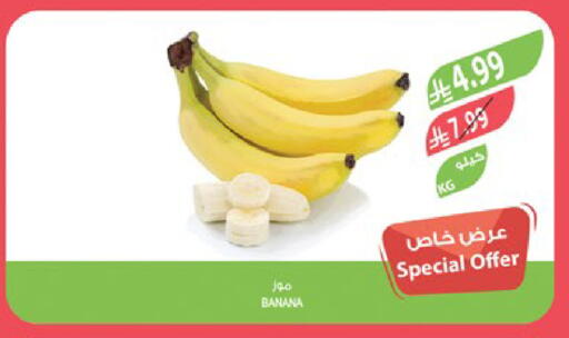 Banana available at Farm  in KSA, Saudi Arabia, Saudi - Al-Kharj