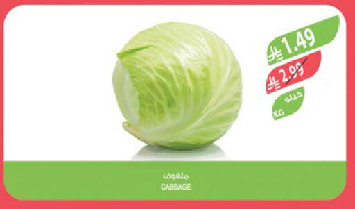 Cabbage available at المزرعة in مملكة العربية السعودية, السعودية, سعودية - تبوك