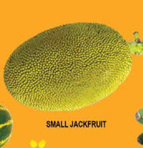 Jackfruit available at هاشم هايبرماركت in الإمارات العربية المتحدة , الامارات - الشارقة / عجمان