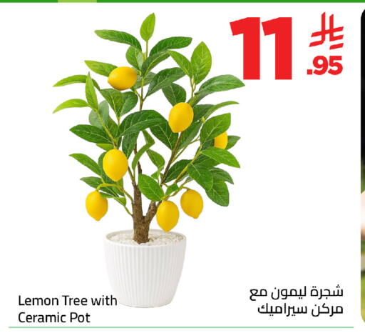 Lemon available at وهج مارت in مملكة العربية السعودية, السعودية, سعودية - جدة