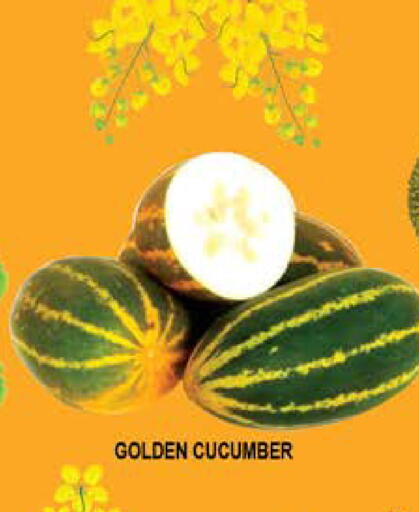 Cucumber available at هاشم هايبرماركت in الإمارات العربية المتحدة , الامارات - الشارقة / عجمان