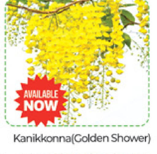 available at Al Madina  in UAE - Dubai