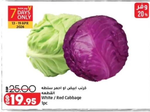 Cabbage available at Lulu Hypermarket  in Egypt - Cairo