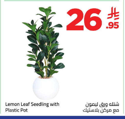 Lemon available at وهج مارت in مملكة العربية السعودية, السعودية, سعودية - جدة