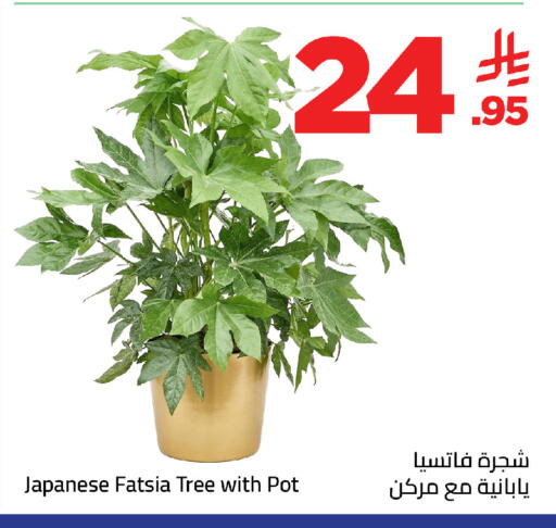 available at وهج مارت in مملكة العربية السعودية, السعودية, سعودية - جدة