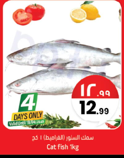 available at City Flower in KSA, Saudi Arabia, Saudi - Hail