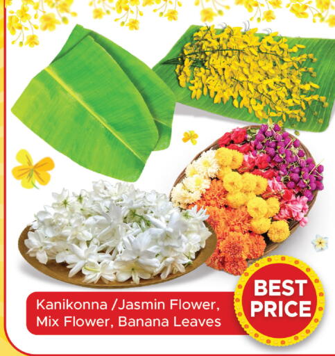 Banana available at مركز التموين العائلي in قطر - أم صلال