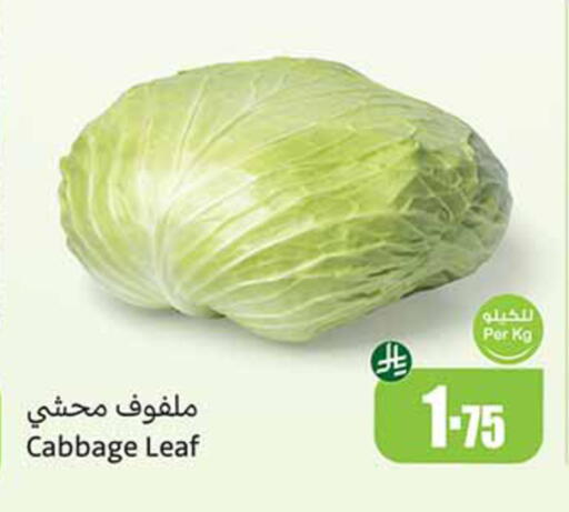 Cabbage available at Othaim Markets in KSA, Saudi Arabia, Saudi - Sakaka