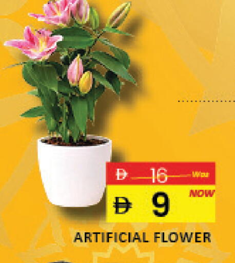 Mango available at مانجو هايبرماركت in الإمارات العربية المتحدة , الامارات - رَأْس ٱلْخَيْمَة